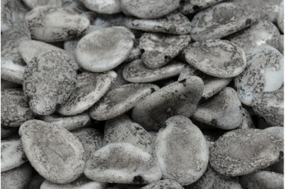 Anemone Petal Beads 11x16mm (111-01384-11x16-02010-ETCH-46441)
