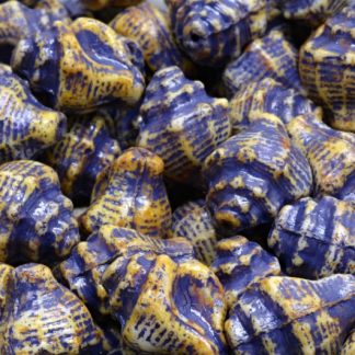 Murex Shell Beads 15x12mm (111-95009-15x12-02010-86800-54325)