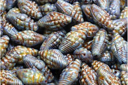 Miter Shell Beads 16x8mm (111-95006-16x08-02010-65325-54317)