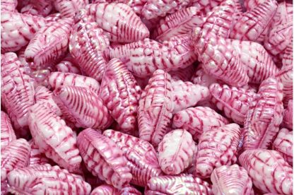 Miter Shell Beads 16x8mm (111-95006-16x08-02010-28701-54321)