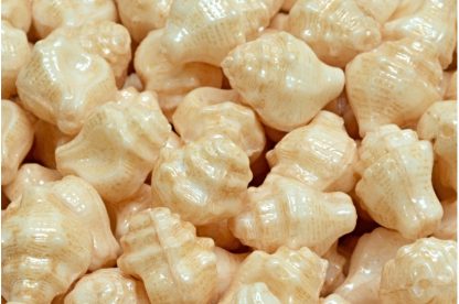 Murex Shell Beads 15x12mm (111-95009-15x12-02010-14413)