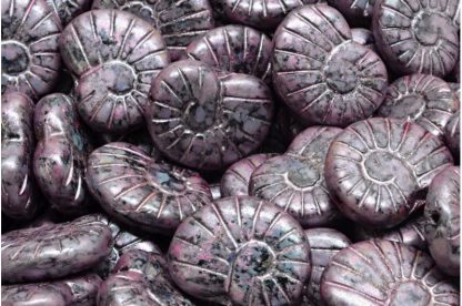 Shell Beads 17x13mm (111-01247-17x13-23980-65327)
