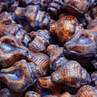 Murex Shell Beads 15x12mm (111-95009-15x12-13020-86800-54309)